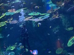 -暹罗海洋世界