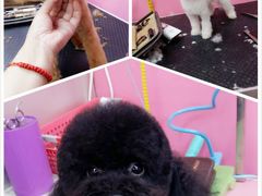 -爱宠屋pet shop·宠物洗澡·宠物美容