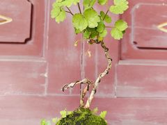 -南宁良凤江国家森林公园