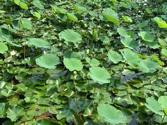 -万源龙顺度假庄园生态观光园