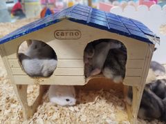 -龟与熊猫宠物公园(南坪店)