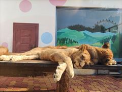 -大连森林动物园