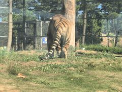 -西霞口神雕山野生动物世界