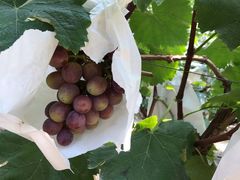 -马陆小张葡萄园农家乐