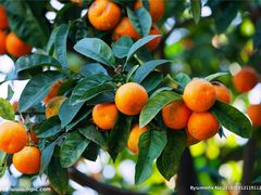 -水果立方果然鲜(升平路店)