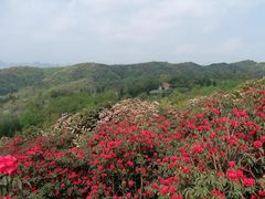 -贵州百里杜鹃风景名胜区