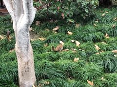 -西湖外事游船(湖滨二公园外事游船码头)