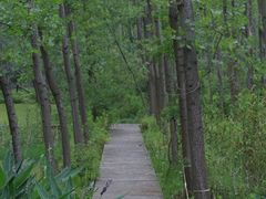 -合肥滨湖国家森林公园