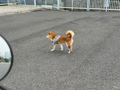 -宠物星动物医院·眼科·异宠·猫科(江南大道总院)