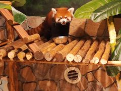 -绿色星球动物主题公园