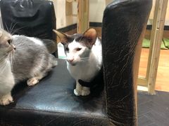 -猫色咖啡·猫咖