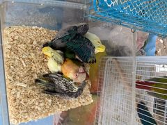 -中环花鸟鱼虫市场