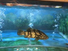 -金龙渔港(双楠店)