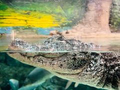 -上海海洋水族馆