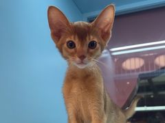 -FAELING PETS美天灵宠物(合生汇店)