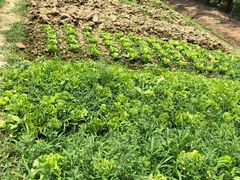 -呼吸森林·生态农庄农家乐私房菜