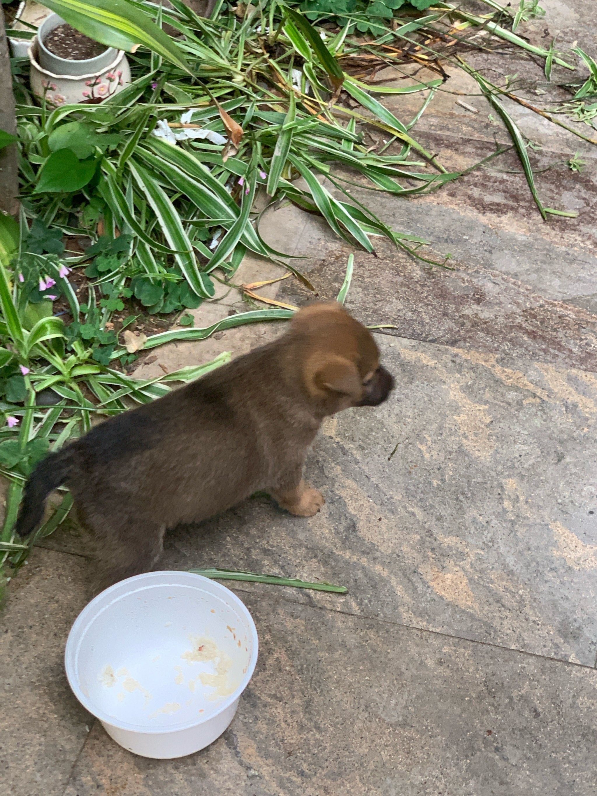 一只小菜狗95