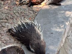 -西霞口神雕山野生动物世界