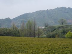 -帐篷客·溪龙茶谷度假酒店