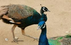 -萌宠亲子动物乐园(槐房万达店)