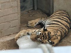 -西霞口神雕山野生动物世界