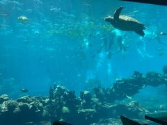 -海棠湾洲际-涛·海底餐厅·美人鱼·自助餐·海底隧道