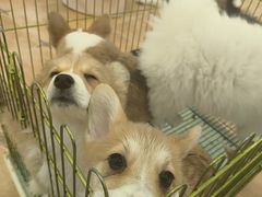 -Let's go狗咖·猫咖·奶狗·桌游(春熙路IFS店)