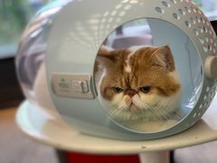 -御宝贝·A梦猫科宠物医院(国际猫友好医院)