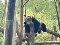 -都江堰中华大熊猫苑