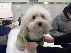 -佳雯宠物医院(金华南路分院)