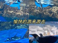 -海合安武汉极地海洋公园