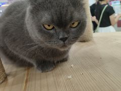 -喵园·猫主题咖啡厅·撸猫·猫咖(国贸店)