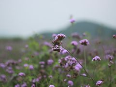 -北京东方普罗旺斯薰衣草庄园