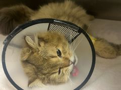 -瑞派康怡24h宠物医院·犬猫医疗中心·微创绝育(瑞景分院)