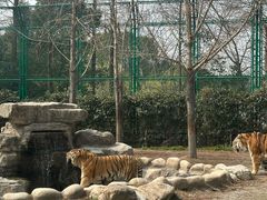 -上海野生动物园老虎餐厅