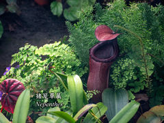 -国家植物园南园