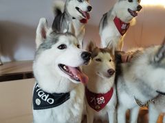 -Husky Go! 哈士奇体验馆·宠物咖啡厅狗咖