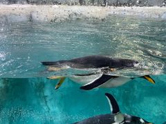 -珠海长隆海洋王国