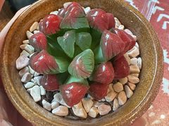 -火塘云南烧烤大排档