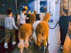 -藦茜花园宠物主题亲子互动体验馆(国顺东路店)