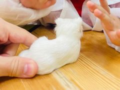 -神奇科学家STEAM科学实验科创赛事机器人编程逻辑思维MadScience(长宁来福士校区)