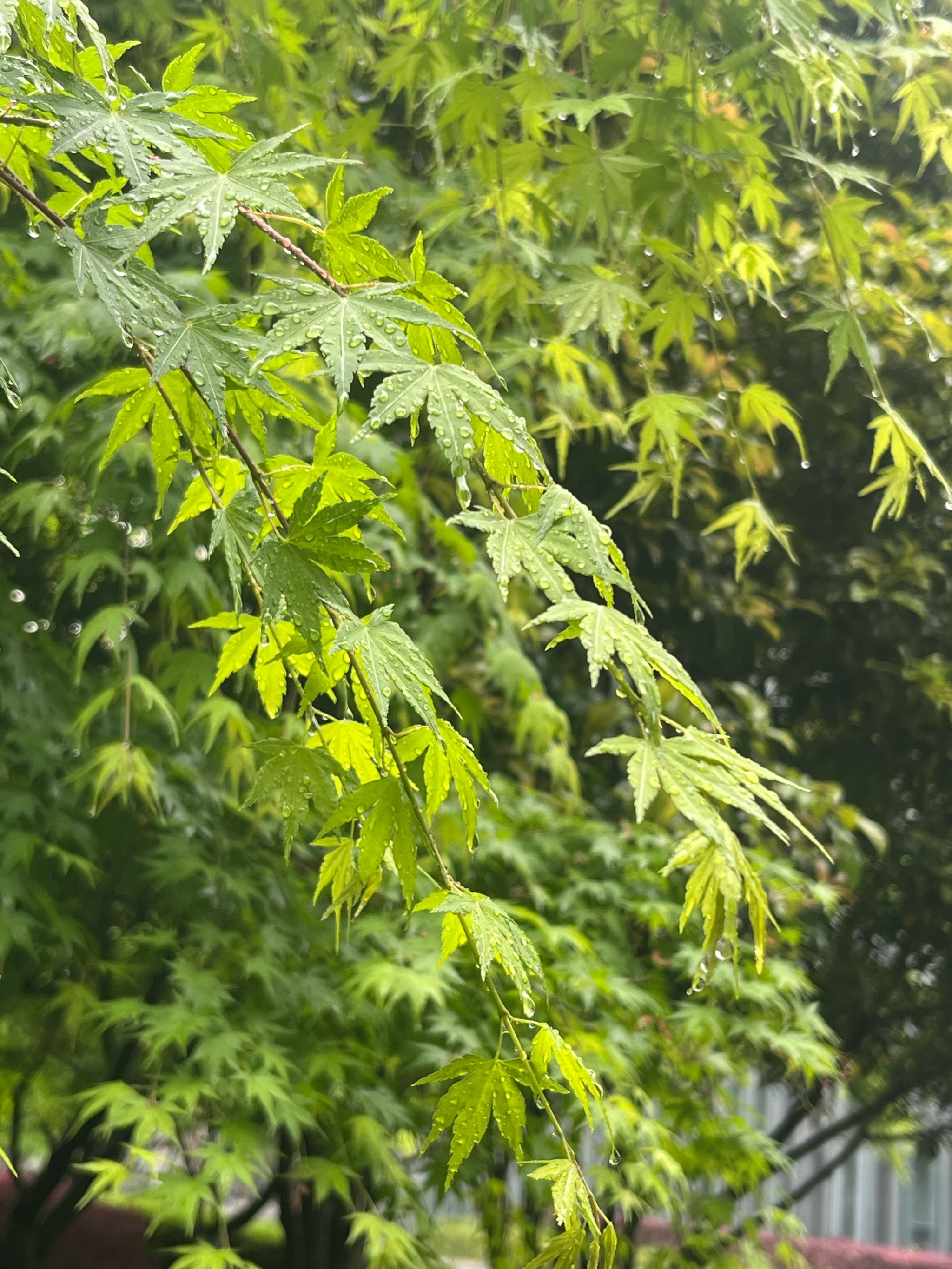 几天的雨,草木繁茂了许多

有点言叶之庭的感觉,这绿枫搭配上雨滴