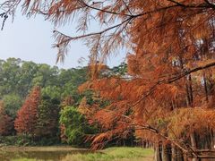 -番禺大夫山森林公园