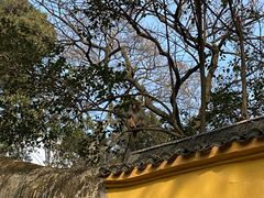 -灵岩山风景区