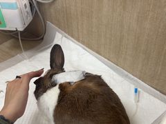 -北京观赏动物医院·24小时大型综合·猫专科·异宠专科