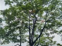 -海珠湖公园