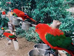 -南宫五洲植物乐园