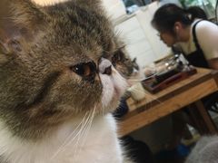 -李小姐の猫咖啡馆(五角场店)