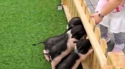 -萌宠亲子动物乐园(槐房万达店)