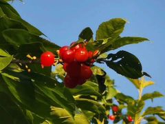 -樱桃山旅游景区